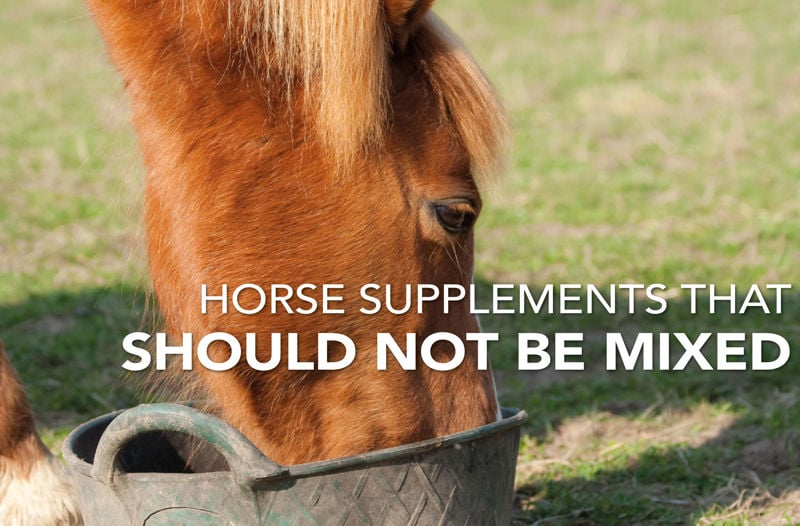 Which horse supplements should not be mixed? Combinations to be careful with...